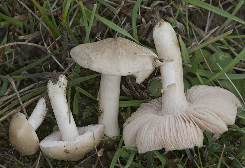 Entoloma prunuloides